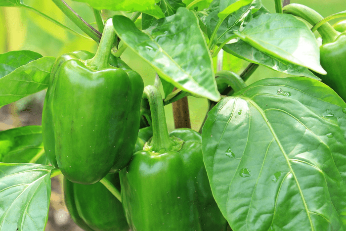 Paprika Chili anpflanzen