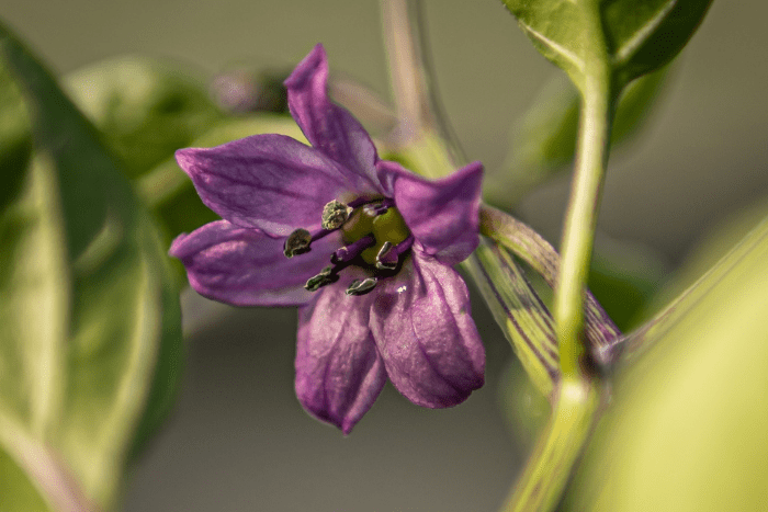 Chili Paprika Blüte