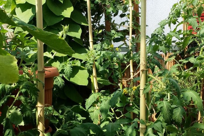 Tomatenpflanzen mit Rankstäben aus Bambus auf einem Balkon