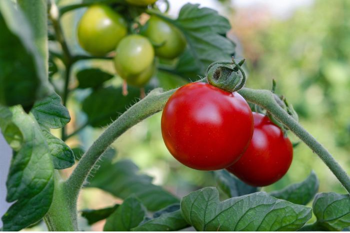 Rote und grüne Tomaten hängen an Rispen