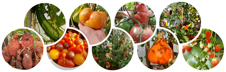 Balkongarten Online-Kurs Gemüse auf dem Balkon anbauen