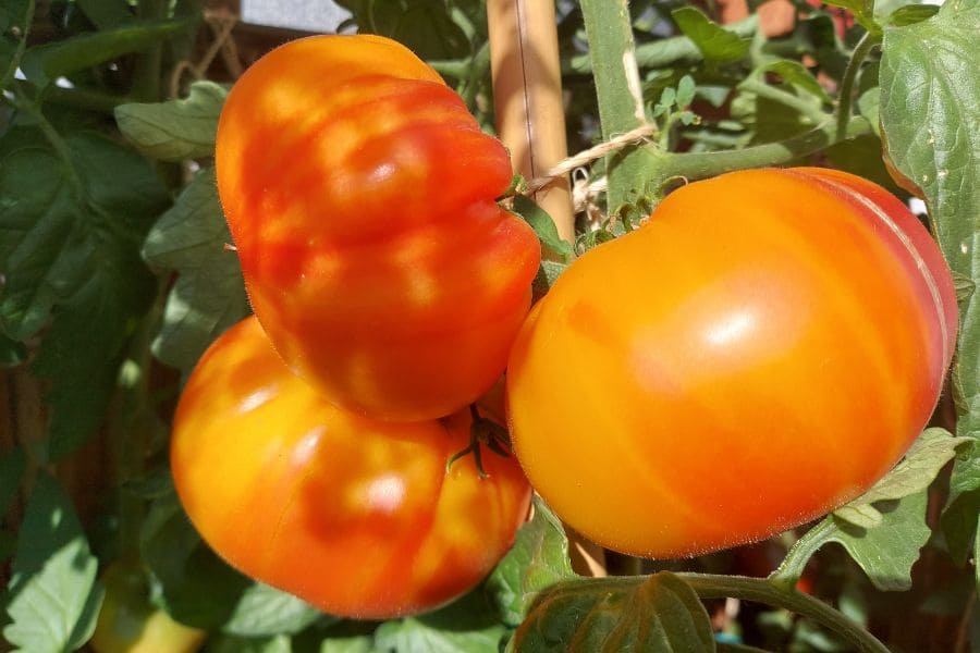 Balkongarten: drei orangene Tomaten der Sorte German Gold, die an einer Tomatenpflanze hängen